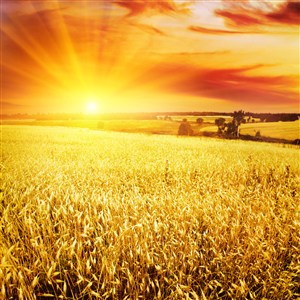 太阳下金色的麦田高清摄影图片