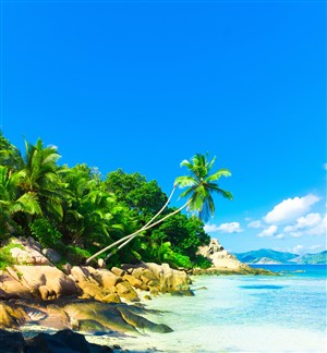 高清海边椰树沙滩风景图片
