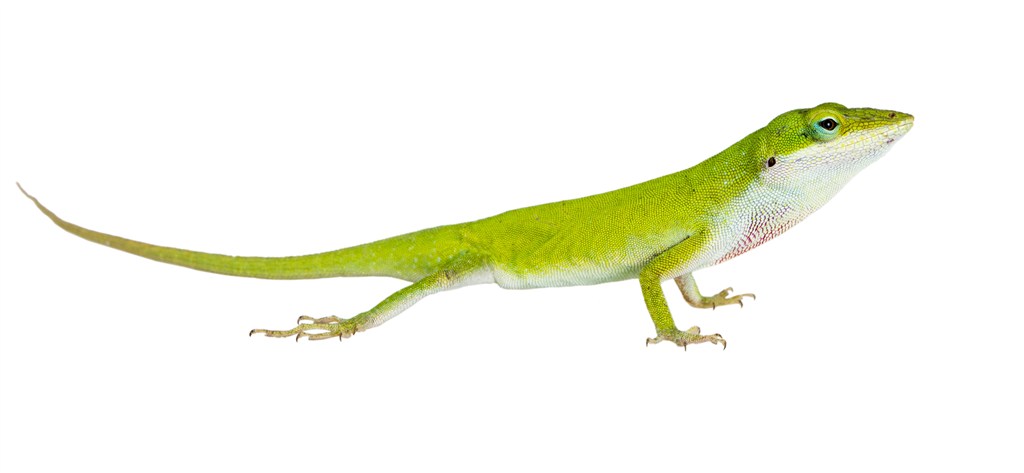 绿色可爱的小蜥蜴高清摄影图片
