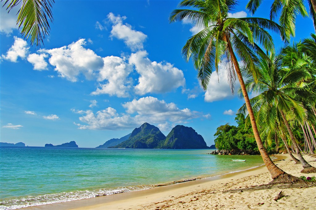 高清海边椰树沙滩风景图片