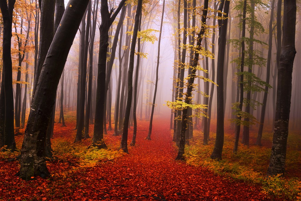高清唯美秋天树林风景图片