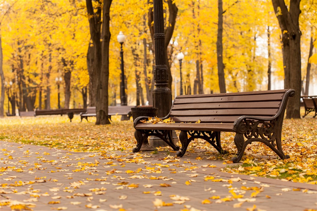 高清秋天枫树林长椅风景图片