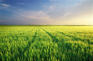 唯美高清绿油油的水稻田风景图片