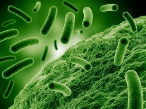 绿色柱状物细菌高清图片