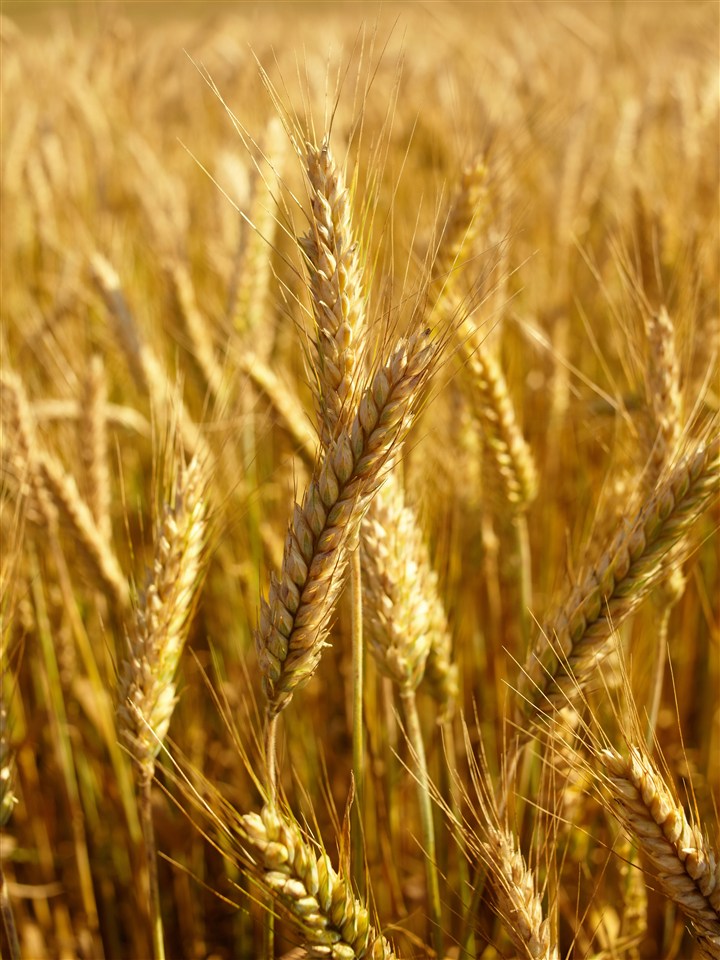 高清特写小麦风景图片