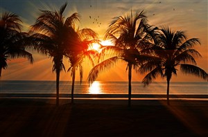 唯美夕阳椰树大海风光