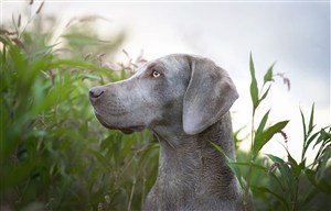 花丛中威玛猎犬高清摄影图片