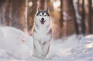 雪地里奔跑的可爱哈士奇狗狗图片