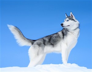 雪地上英俊哈士奇狗狗图片