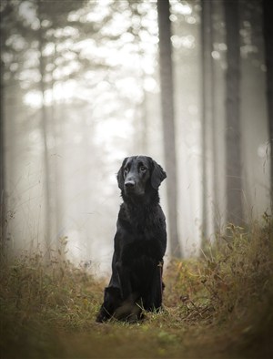 迷雾森林里黑犬狗狗图片