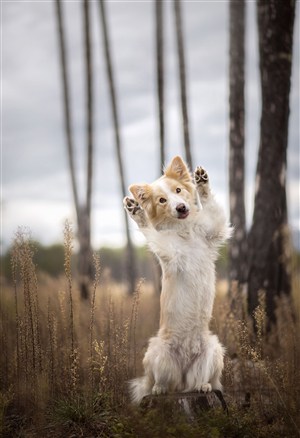 林间竖立双腿的可爱狗狗高清摄影