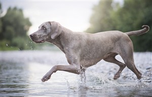 趟水过河的威玛猎犬狗狗图片