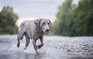 浅水里奔跑的威玛猎犬狗狗图片
