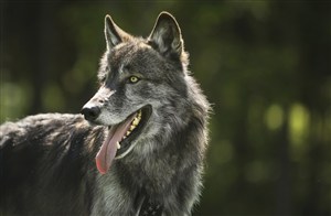 吐舌回眸的狼狗高清攝影圖片