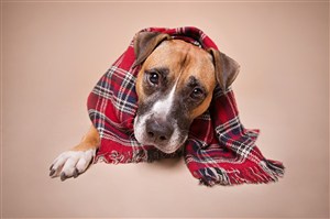 包着方格巾的可爱狗狗图片