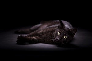 高清黑猫摄影图片