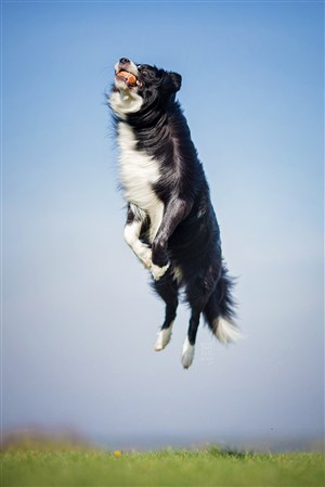 跳跃的蝴蝶犬狗狗摄影图片