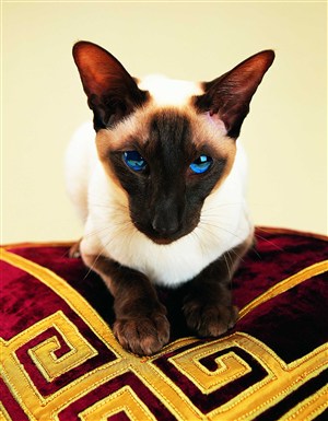 趴着地毯上蓝眼睛猫咪图片