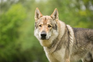 高清狼狗摄影图片