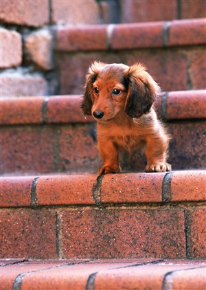 台阶上的可爱小狗狗图片