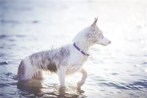 游泳完的可爱狗狗摄影图片