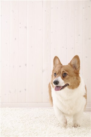 地毯上的可爱柯基狗狗图片