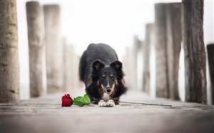 玫瑰花与可爱狗狗图片