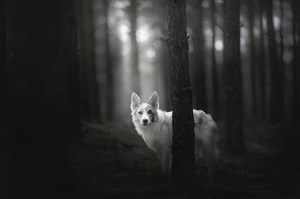 林间狗狗质感黑白图片