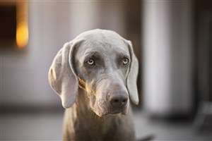 高清威玛猎犬狗狗摄影图片