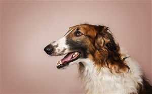 高清宠物狗狗摄影图片