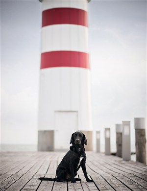 灯塔边上黑色拉布拉多狗狗图片