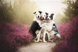 花丛中三只抱团的狗狗图片