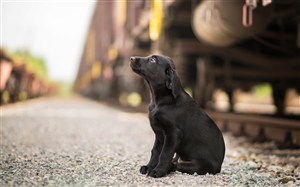 铁轨边坐着的狗狗摄影图片