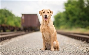 铁路上蹲坐着的拉布拉多狗狗图片