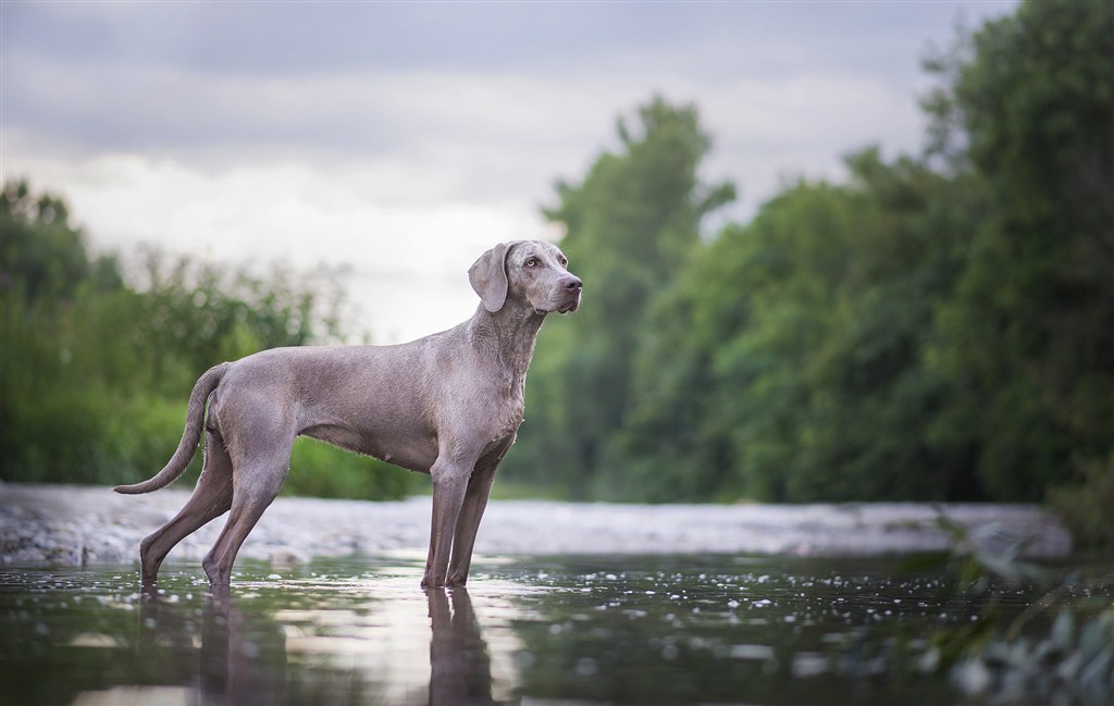 站在水里的威玛猎犬狗狗图片