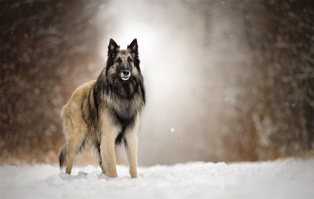 高清雪地里狗狗摄影图片