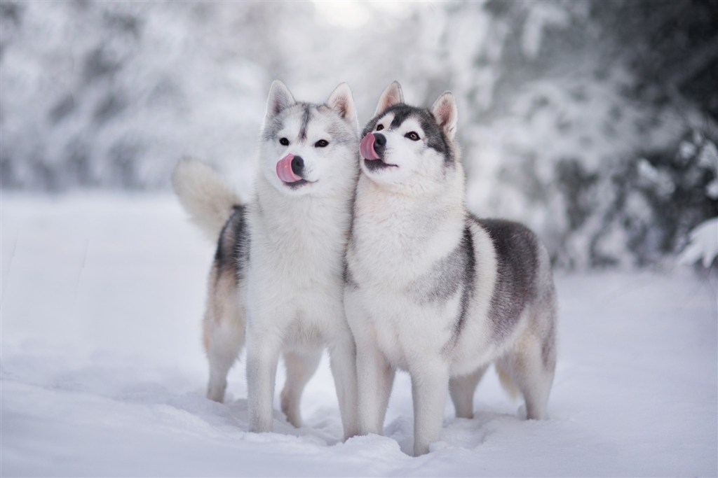 雪地里两只可爱哈士奇狗狗图片