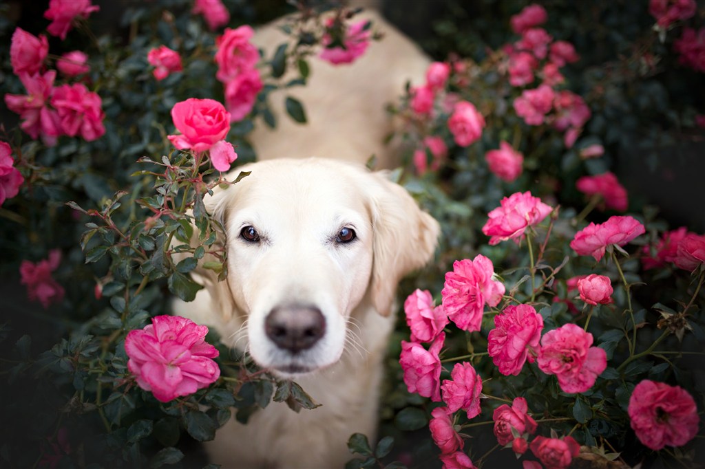 月季花中的可爱拉布拉多狗狗图片