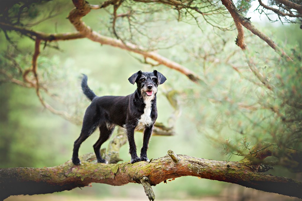 站立在树干上的可爱狗狗图片