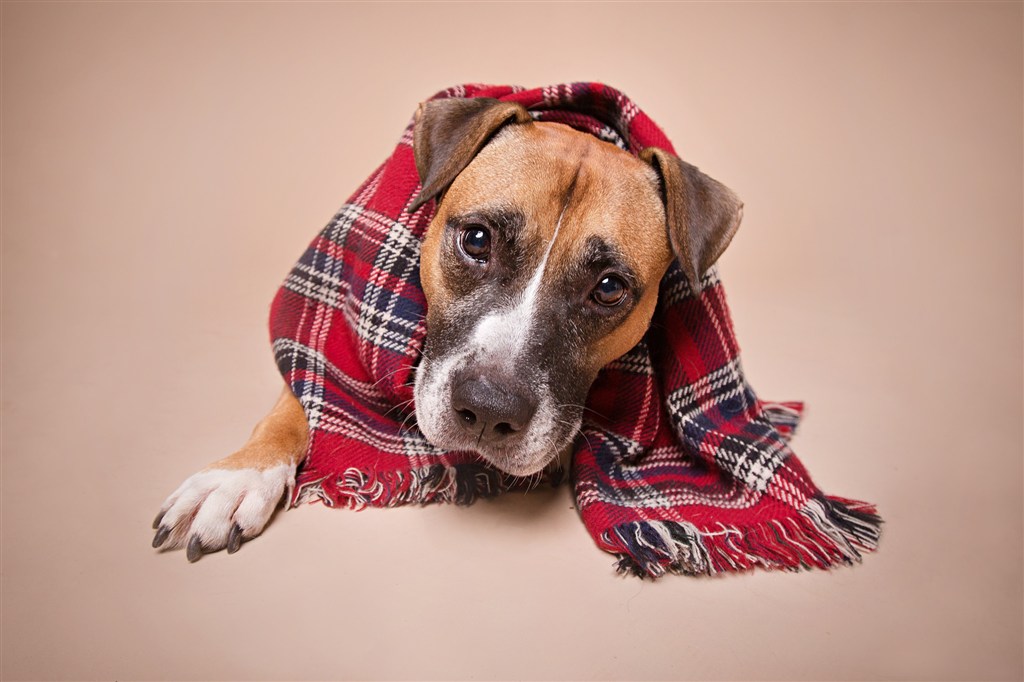 包着方格巾的可爱狗狗图片