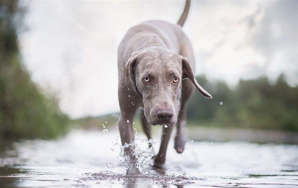 水里奔跑的威瑪獵犬狗狗圖片