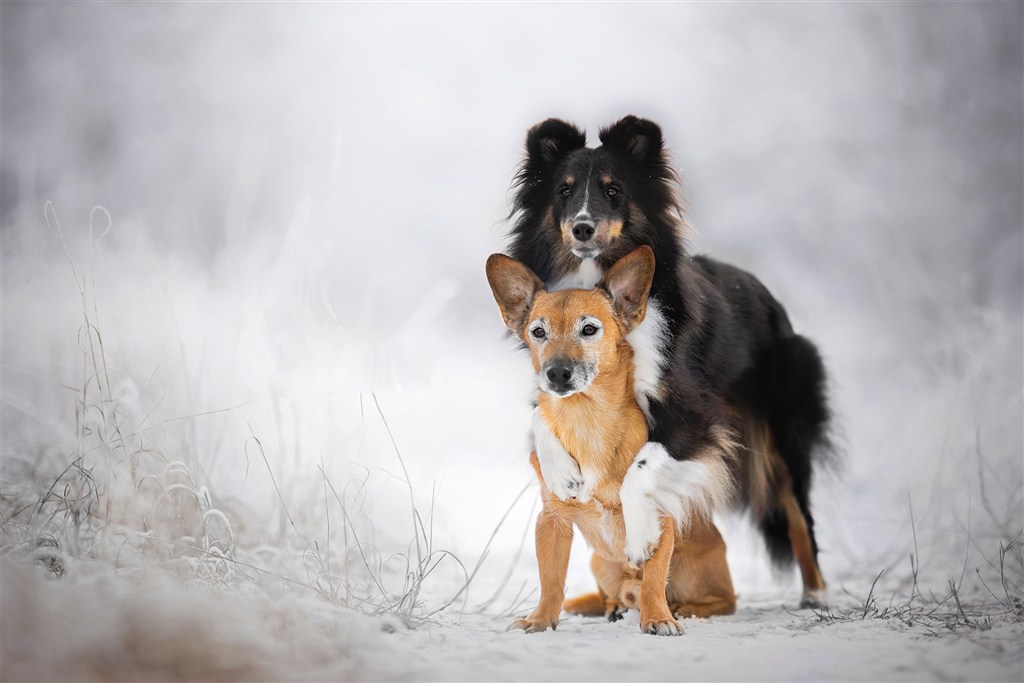 雪地里两只打闹的狗狗摄影图片
