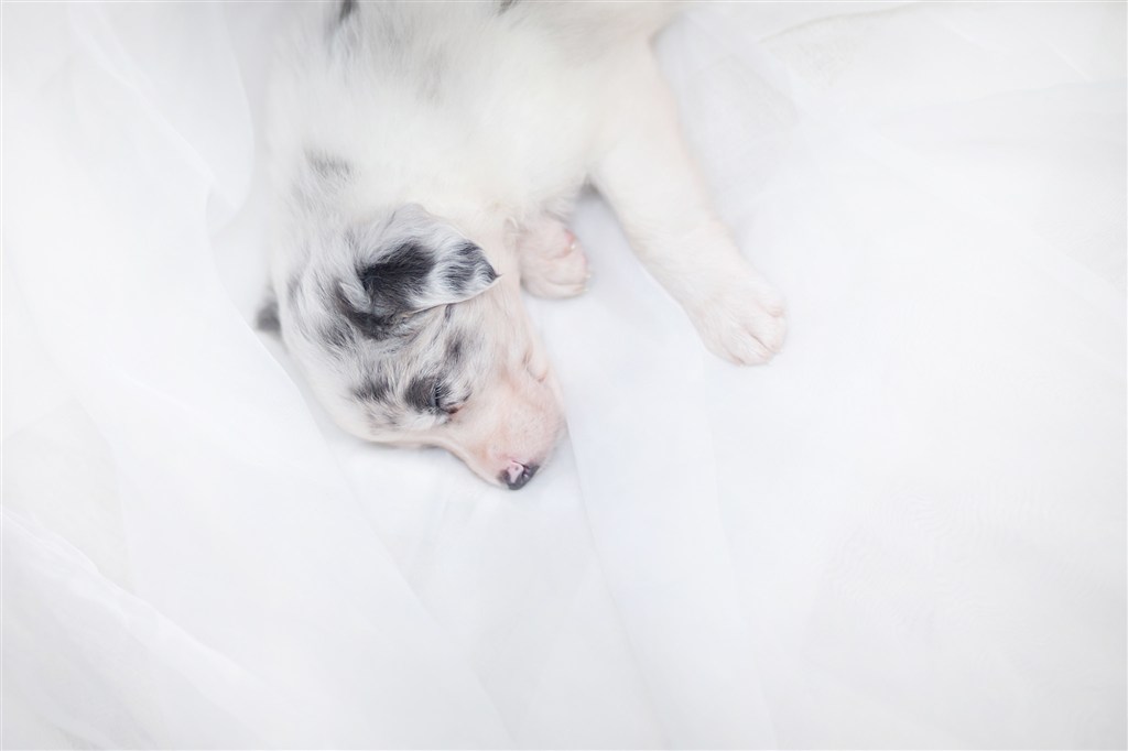 安睡的可爱小奶狗摄影图片
