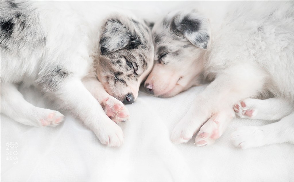 两只安睡的小奶狗高清摄影图片