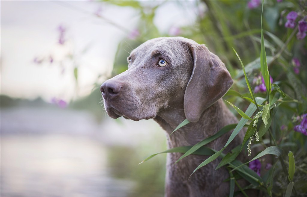 高清威玛猎犬狗狗摄影图片