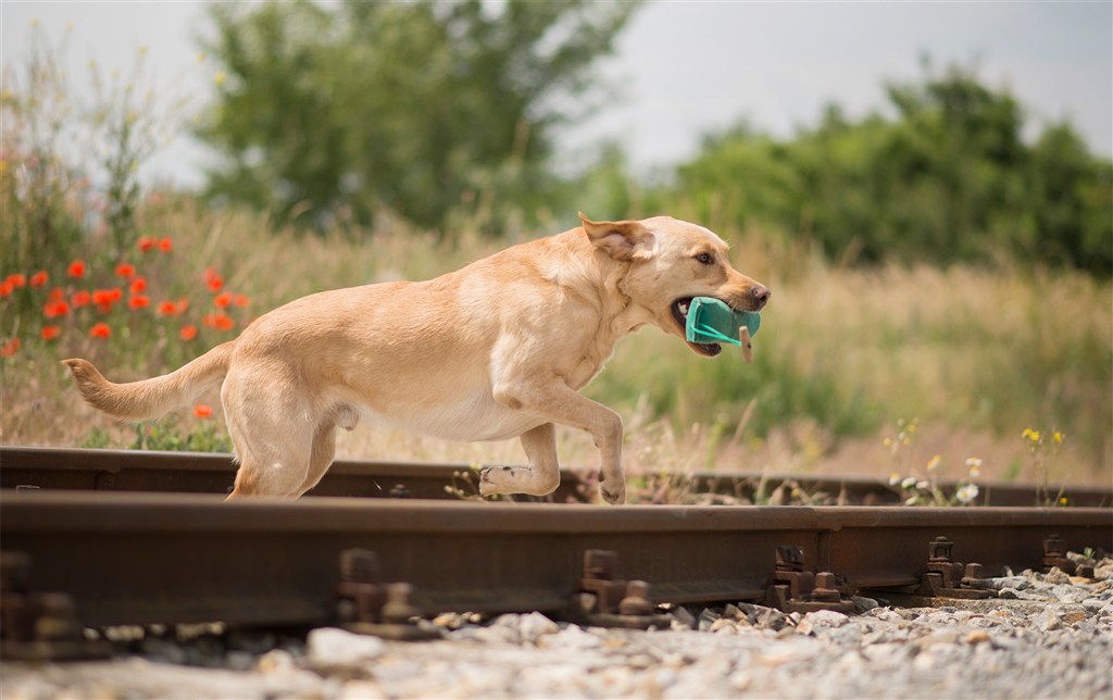 铁轨上叼着玩具的拉布拉多狗狗图片
