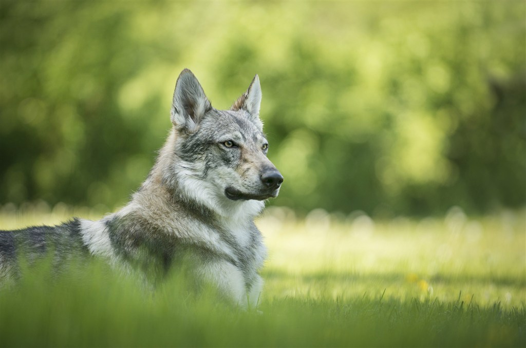 趴在草地里的狼狗高清摄影图片