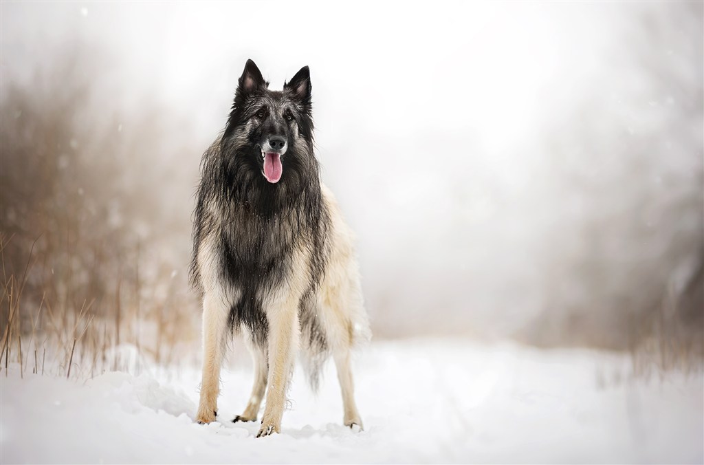 雪地里可爱牧羊犬狗狗图片