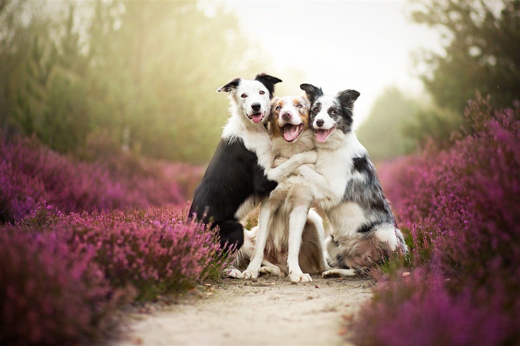花丛中三只可爱狗狗拥抱一起图片