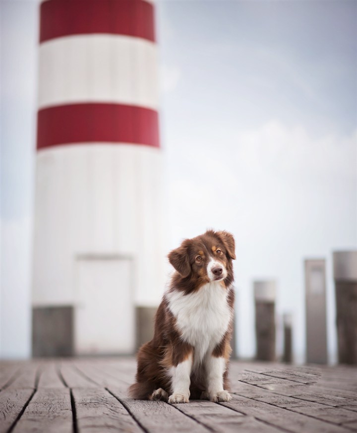 呆萌邊境牧羊犬狗狗圖片